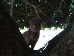 Felis catus