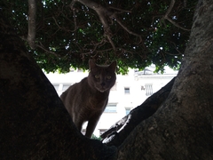 Felis catus