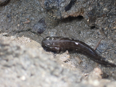 Mugilogobius
