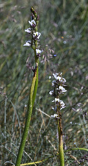 Prasophyllum suttonii
