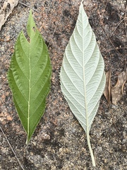 Argophyllum