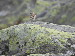 Carduelis citrinella