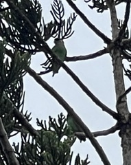 Poicephalus cryptoxanthus