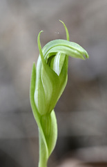 Pterostylis monticola