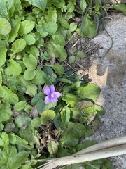 Viola confusa
