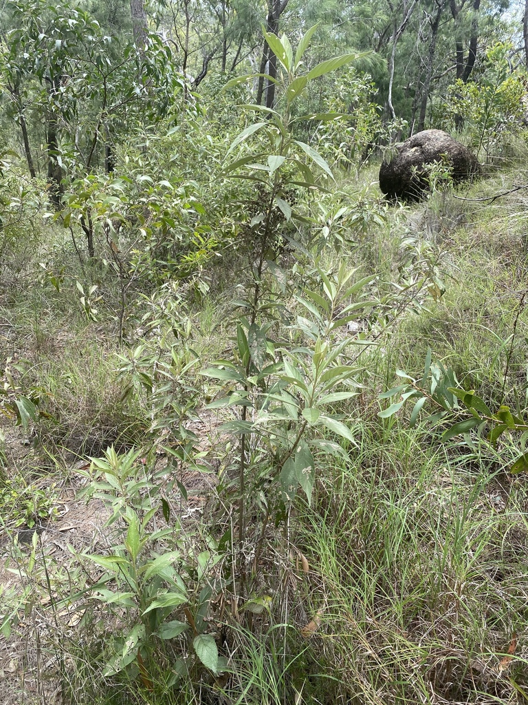 Argophyllum palumense