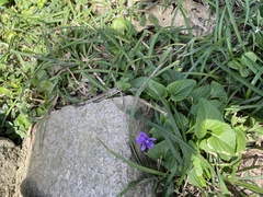 Viola confusa