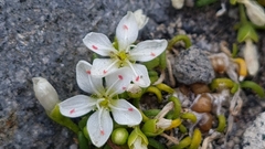 Montia campylostigma