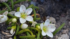 Montia campylostigma