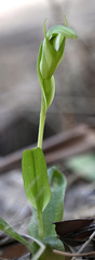 Pterostylis monticola
