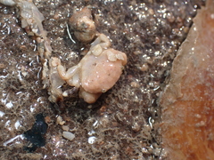 Xanthoidea