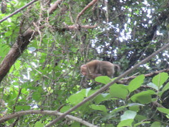 Macaca
