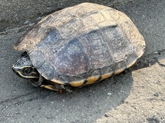 Malayemys macrocephala