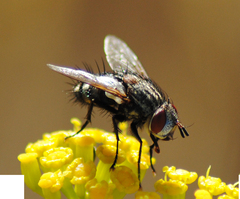 Spallanzania rectistylum