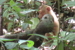 Macaca leonina