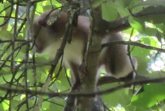 Macaca