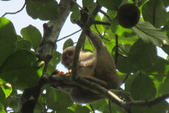 Macaca