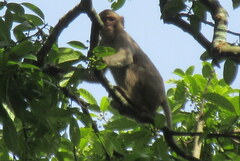 Macaca