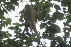 Macaca