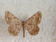 Dicrognophos sartata