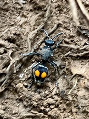 Traumatomutilla incerta