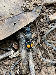 Traumatomutilla incerta