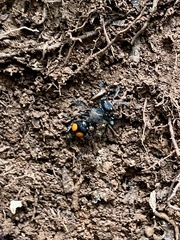 Traumatomutilla incerta