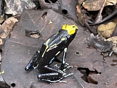Dendrobates tinctorius