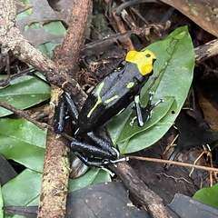 Dendrobates tinctorius