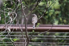 Pachycephala pectoralis
