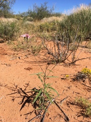 Palafoxia sphacelata