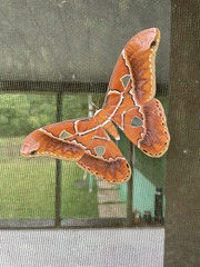 Rothschildia hesperus