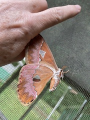 Rothschildia hesperus