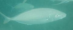 Pseudocaranx dentex