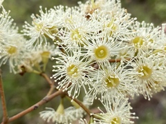 Corymbia erythrophloia