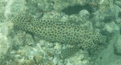 Epinephelus quoyanus