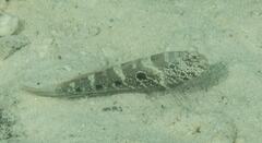 Cryptocentrus strigilliceps