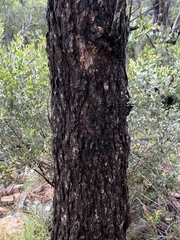 Corymbia erythrophloia