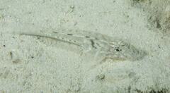 Fusigobius neophytus