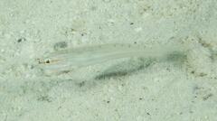 Amblygobius nocturnus