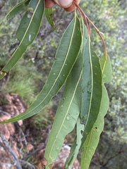 Corymbia erythrophloia