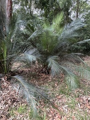 Macrozamia communis