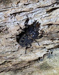 Ryssonotus nebulosus