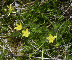 Ranunculus pimpinellifolius