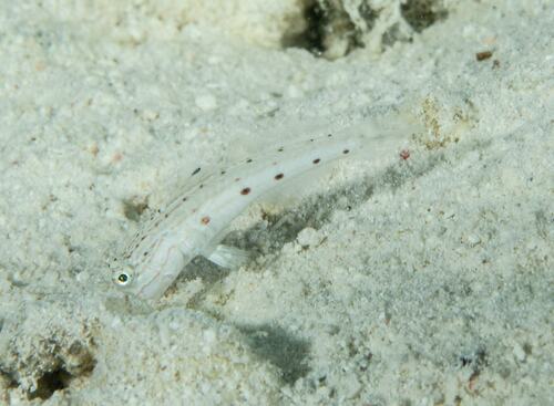Longfinned sleeper goby (Valenciennea longipinnis) — Gobiidae — 3