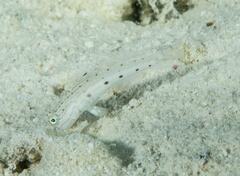 Valenciennea longipinnis