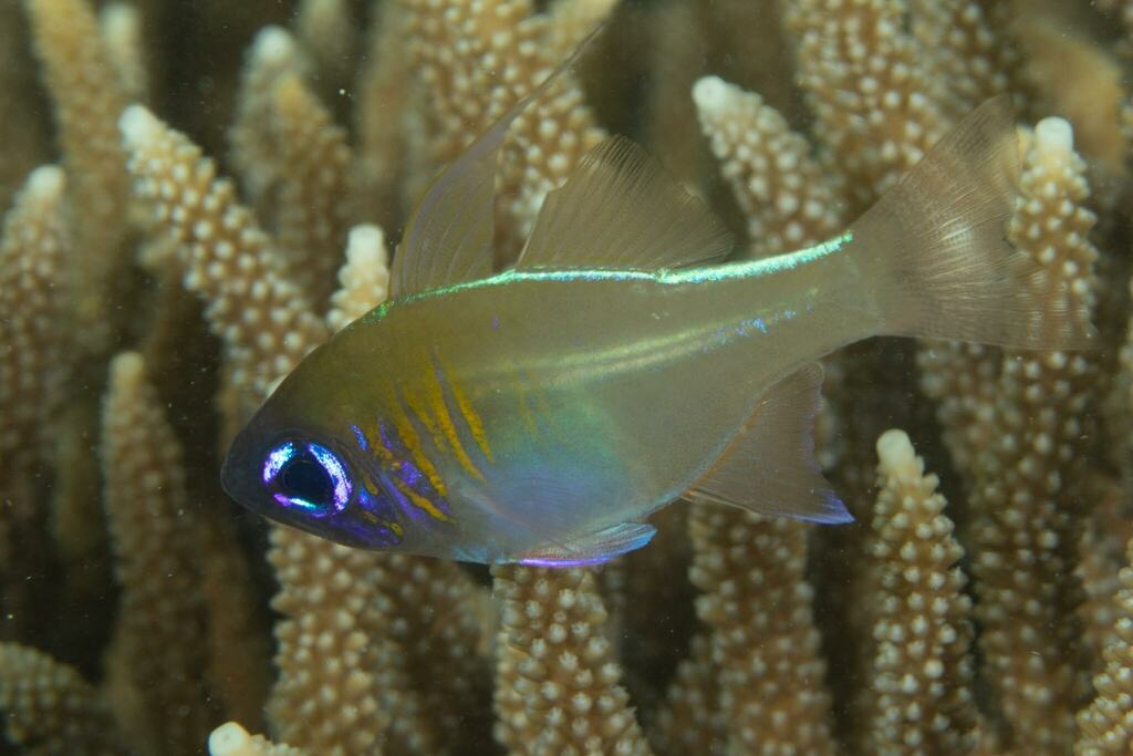 Threadfin Cardinalfish from Gladstone, QLD, Australia on January 26
