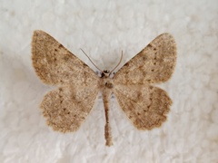 Dicrognophos sartata