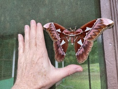 Rothschildia aurota