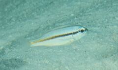 Scolopsis monogramma